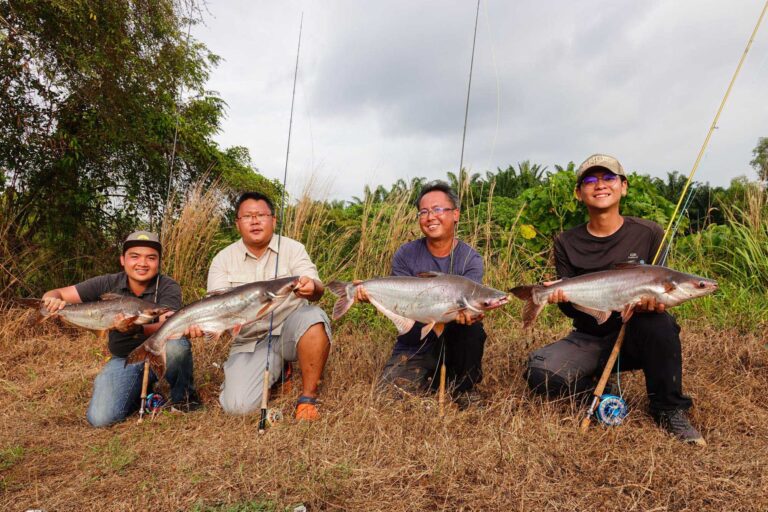 The Silver Cat of Kundang – Where the reel sings in joy