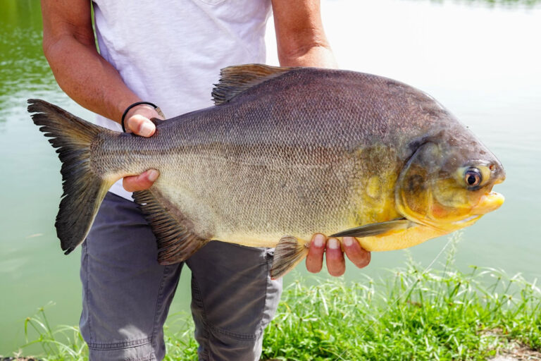 Where The Fish Has Great Taste – The Pacu of Semenyih