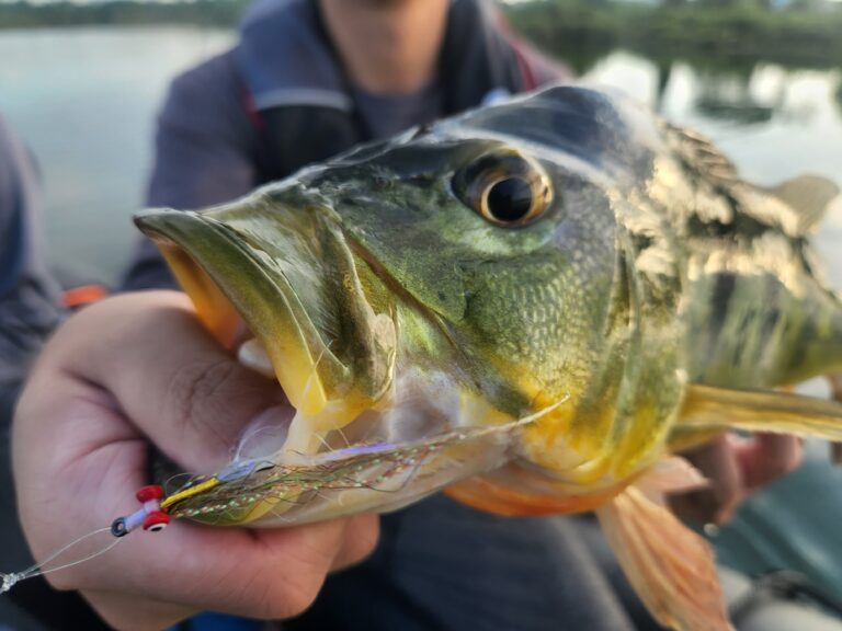 Gliss N Glint Clouser – The new Peacock Bass Candy?